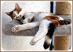 Gatti (81)